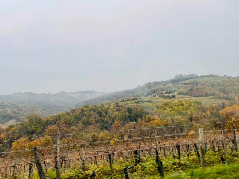 Colline e vigneti nella nebbia, nei colori dell'autunno